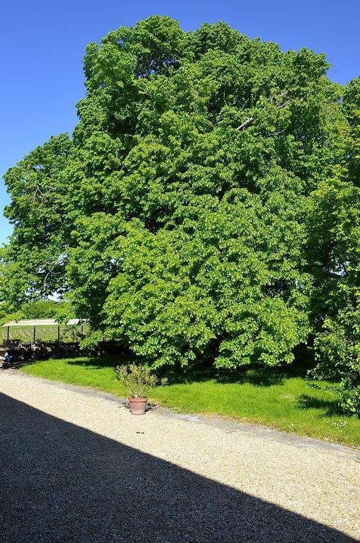 Le Vieux Noyer Bed and Breakfast Saint-Maurice-de-Tavernole Buitenkant foto